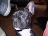Franse Bulldog Franse Bulldog