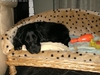 Engelse Cocker Spaniel Engelse Cocker Spaniel