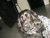 Engelse Cocker Spaniel Engelse Cocker Spaniel