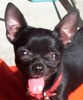 Chihuahua Chihuahua