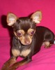 Chihuahua Chihuahua