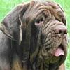 Mastino Napoletano Mastino Napoletano