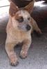 Australian Cattle Dog