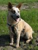 Australian Cattle Dog