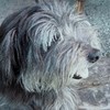 Pyrenese Herdershond Pyrenese Herdershond