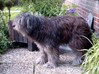 Pyrenese Herdershond Pyrenese Herdershond