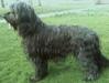Briard Briard