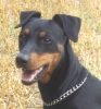 Duitse Pinscher