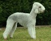 Bedlington Terrier Bedlington Terrier