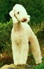 Bedlington Terrier Bedlington Terrier
