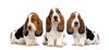 Basset Hound Basset Hound