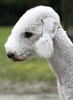 Bedlington Terrier Bedlington Terrier