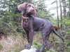 Duitse Staande Hond, Langhaar