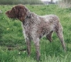 Duitse Staande Hond, Draadhaar Duitse Staande Hond, Draadhaar