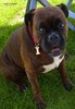 Boxer