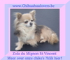 Chihuahua Chihuahua