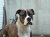 Amerikaanse Bulldog Amerikaanse Bulldog