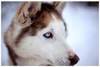 Siberische Husky