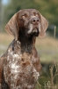 Duitse Staande Hond, Korthaar Duitse Staande Hond, Korthaar