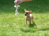 Chihuahua Chihuahua