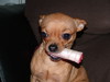 Chihuahua Chihuahua