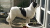 Landseer Landseer