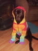 Labrador Labrador