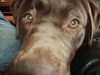 Labrador Labrador