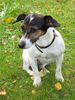 Jack Russell Terrier
