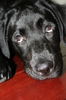 Labrador