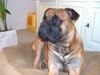 Bullmastiff