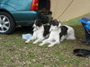 Barzoi
