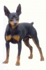 Dwergpinscher Dwergpinscher