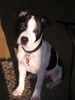 Staffordshire Bull Terrier Staffordshire Bull Terrier