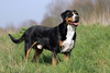 Grote Zwitserse Sennenhond Grote Zwitserse Sennenhond