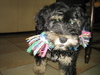 Tibetaanse Terrier