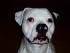 Amerikaanse Bulldog Amerikaanse Bulldog