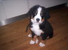 Berner Sennenhond