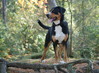 Grote Zwitserse Sennenhond Grote Zwitserse Sennenhond