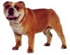 Engelse Bulldog Engelse Bulldog
