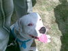 Dogo Argentino