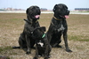 Cane Corso Italiano Cane Corso Italiano