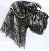 Schnauzer