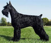 Schnauzer
