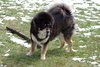 Tibetaanse Mastiff Tibetaanse Mastiff