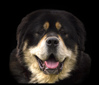 Tibetaanse Mastiff Tibetaanse Mastiff