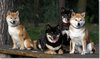 Shiba Inu