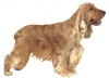 Engelse Cocker Spaniel Engelse Cocker Spaniel