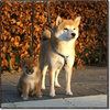 Shiba Inu
