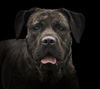Cane Corso Italiano Cane Corso Italiano